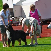 Funatic Versace getting examined in the group final (photo: S. Kinnunen)