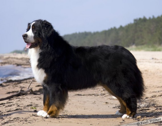 Funatic bernese shop
