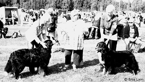 Ateliers Drosselbart BOB, Funatic Versace BOS at Joensuu All Breed Show 15.8.2009