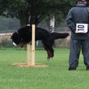 Funatic Roquefort jumping