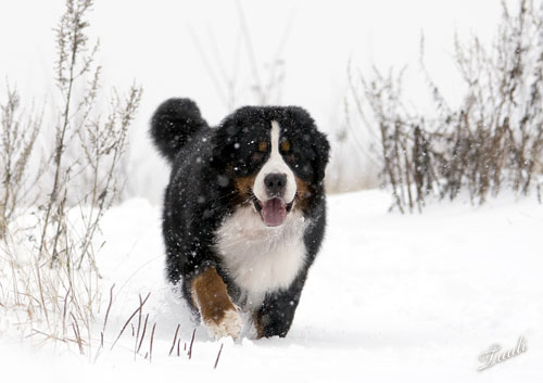 Boyd enjoying the Finnish winter